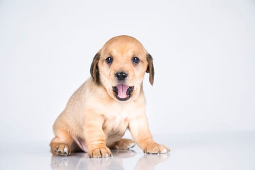 Little dog on a white background