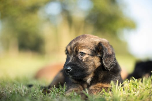 Puppy dog on the grass