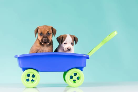 Cute doggies in a toy wagon