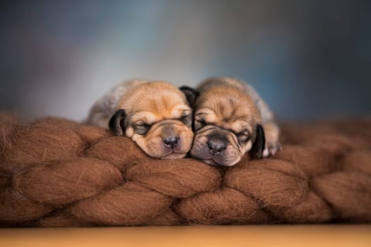 Little cute puppies are sleeping on a blanket