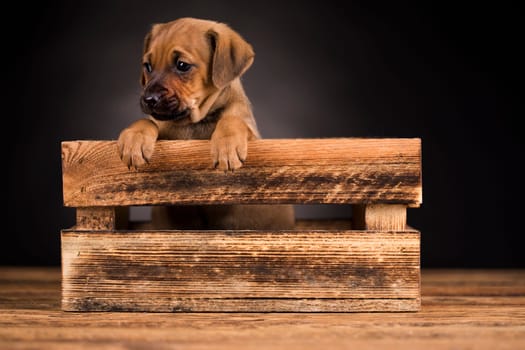 Cute little dog in a wooden crate