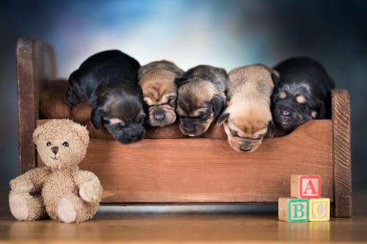 The dogs sleep on a wooden bed