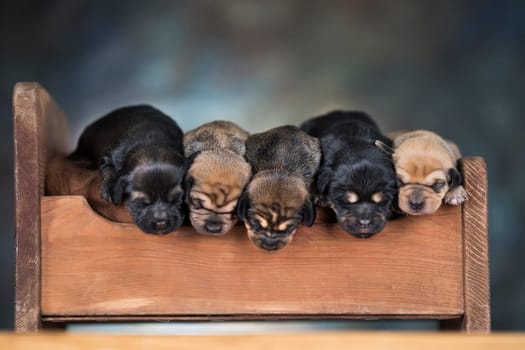 The dogs sleep on a wooden bed