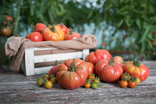 Vegetables, tomatoes on wooden desk