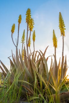 Vertical low angle field shot of yellow Aloe Vera flowers in springtime