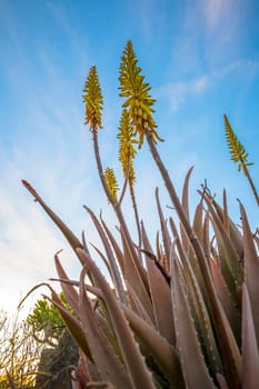 Vertical low angle field shot of yellow Aloe Vera flowers in springtime