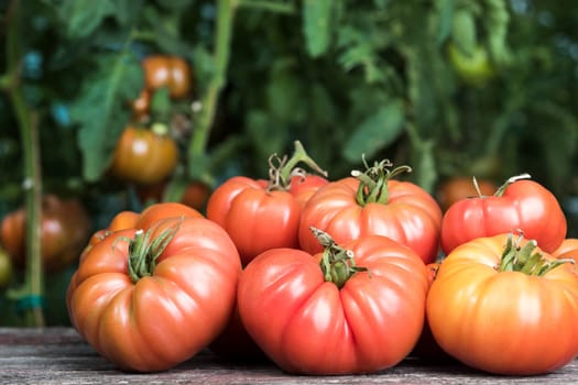 Red Tomatoes in a Greenhouse, organic food