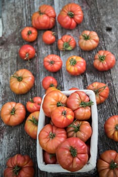 Tomatoes vegetable garden, organic products