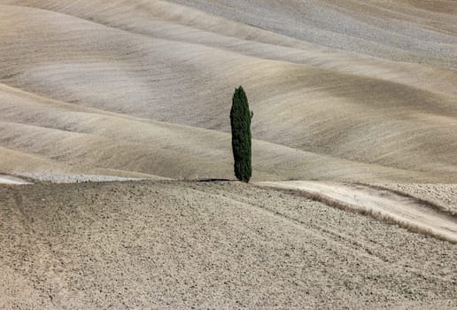 The rural landscape near San Quirico in Tuscany. Italy