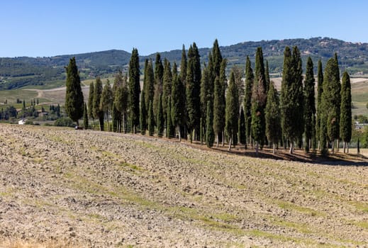 Iconic group of cypress trees in a field, near San Quirico,  Tuscany, Italy