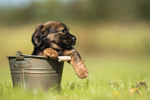 Dog in a metal bucket