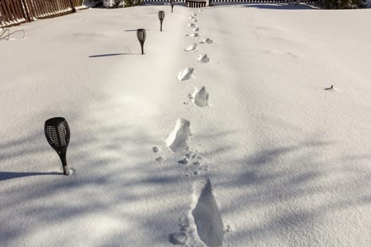 After a snowfall. Footprints in the snow on the yard path.