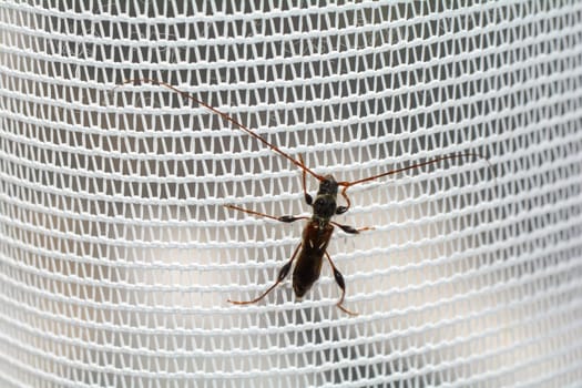 A long-horned beetle ( Molorchus minor ) is sitting on a white curtain by the window in an apartment