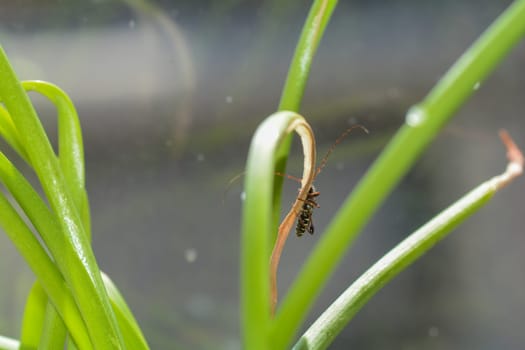 A long-horned beetle ( Molorchus minor ) on a green plant