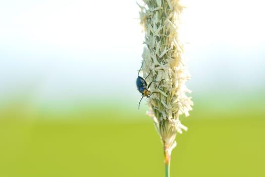 Two-spot wart beetle ( Malachius bipustulatus ) on a plant in green nature