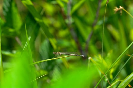Common feather dragonfly ( Platycnemis pennipes ) female, on a blade of grass