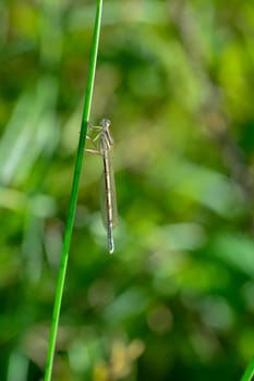 Common feather dragonfly ( Platycnemis pennipes ) female, on a blade of grass