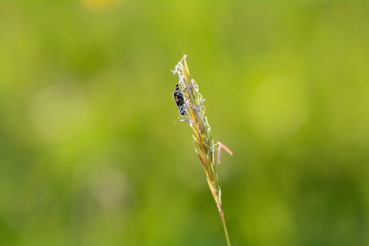 Two-spot wart beetle ( Malachius bipustulatus ) on a plant in green nature