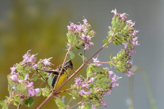 Common bush cricket ( Pholidoptera griseoaptera ) from below with yellow belly on a plant