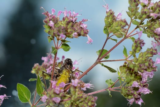 Common bush cricket ( Pholidoptera griseoaptera ) from below with yellow belly on a plant