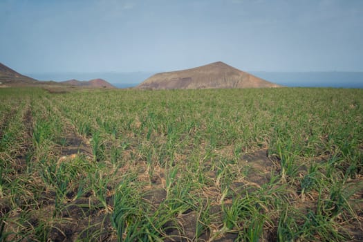 Crop field with onions. Agriculture on Lanzarote, one of the Canary Islands.