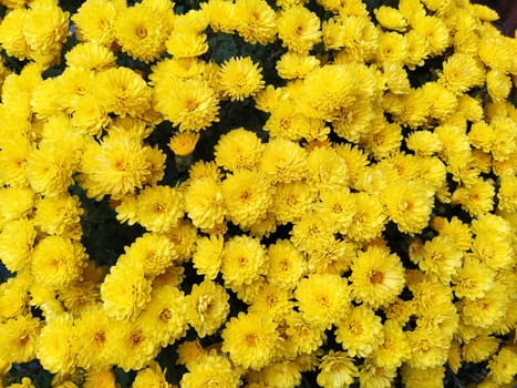 Chrysanthemums of yellow color in a bouquet. Close-up. Greeting card for wedding or birthday. Autumn flowers from the family Asteraceae or Dendranthema. Flower texture. Flower wall.