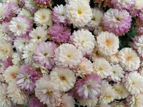 Flowers wall background with amazing white, pink, purple and yellow chrysanthemum flowers. Wedding decoration. Beautiful flower bad wall background. Landscape design of the autumn garden