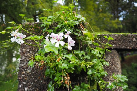 Blooming white ivy geranium pelargonium in the vertical design of landscaping of streets and parks. Beautiful large pelargonium geranium cranesbill. Floriculture and horticulture. Banja Koviljaca.