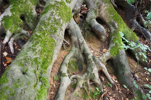 roots covered with green moss. Banja Koviljaca, Serbia, terraces park. The root is the underground part of the plant, which serves to strengthen it in the soil and absorb water and nutrients from it