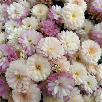 Flowers wall background with amazing white, pink, purple and yellow chrysanthemum flowers. Wedding decoration. Beautiful flower bad wall background. Landscape design of the autumn garden