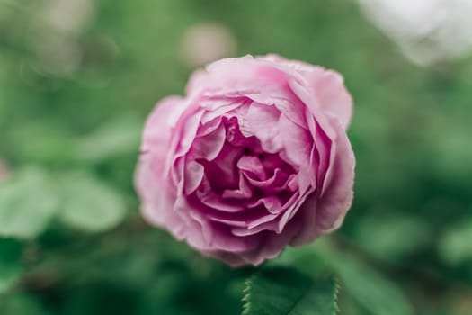 Close-up soft focus on pink English rose flower.