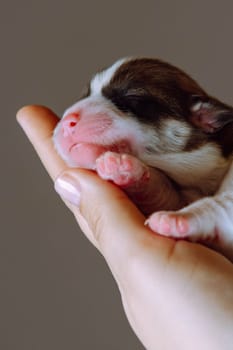Close-up of wonderful two-month-old puppy of dog pembroke welsh corgi relaxing on hand of unrecognizable woman on brown background. Pet love, care, dog breeding, veterinary clinic. Studio. Vertical.