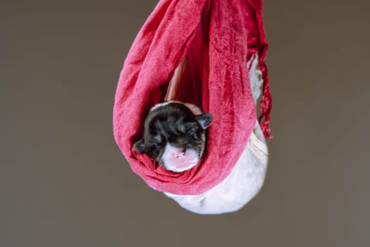 Portrait of amazing two-month-old puppy of dog pembroke welsh corgi sleeping on colorful pink white jumpers on brown background. Pet, pet love, pet care, dog breeding, veterinary clinic. Studio shot.