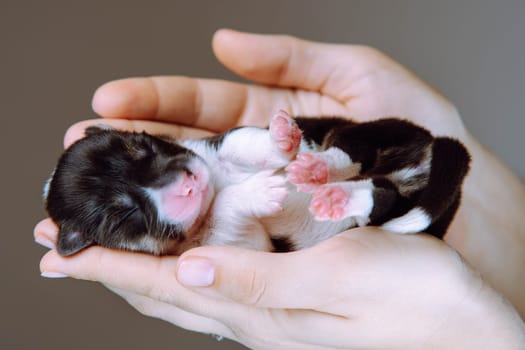 Portrait of wonderful two-month-old puppy of dog pembroke welsh corgi sleeping on back on joined hands of woman on brown background. Pet, pet love, pet care, dog breeding, veterinary clinic. Studio.