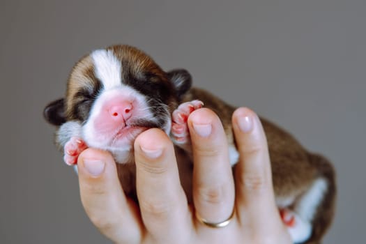 Portrait of adorable two-month-old puppy of dog pembroke welsh corgi sleeping resting on hand of unrecognizable woman on brown background. Pet love, pet care, dog breeding, veterinary clinic. Studio.