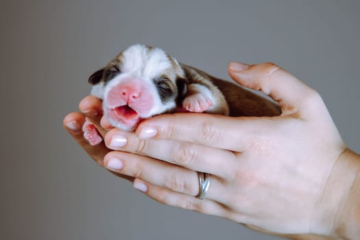 Side view of cute two-month-old puppy of dog pembroke welsh corgi sleeping with open mouth on side on joined hands of unrecognizable woman on brown background. Pet, pet care, dog breeding. Studio.