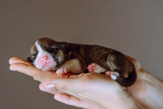 Side view of lovely two-month-old puppy of dog pembroke welsh corgi sleeping on joined hands of unrecognizable woman on brown background. Pet love, pet care, dog breeding, veterinary clinic. Studio.