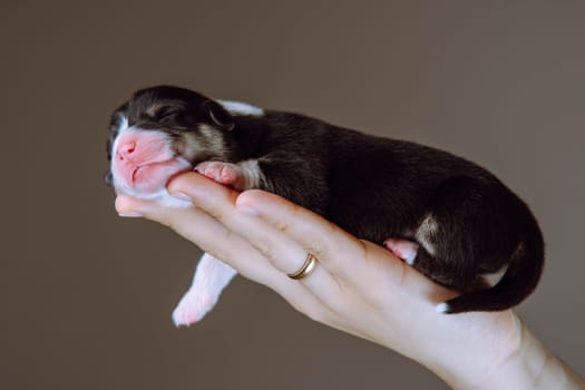 Side view of pretty two-month-old puppy of dog pembroke welsh corgi sleeping relaxing on hand of woman dangling paw on brown background. Pet love, pet care, dog breeding, veterinary clinic. Studio.