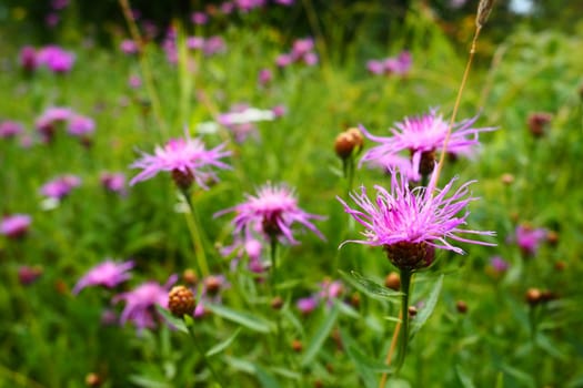 Meadow cornflower Centaurea jacea is a field weed plant, a species of the genus Cornflower of the family Asteraceae, or Compositae. Grows in meadows and forest edges. Violet elegant flower. Karelia.