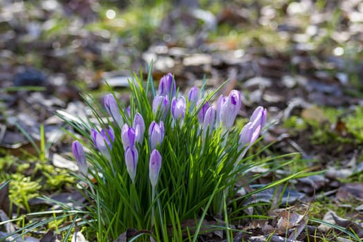 crosus flowers in a garden - spring flowers
