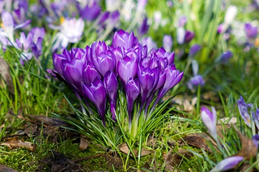 crosus flowers in a garden - spring flowers
