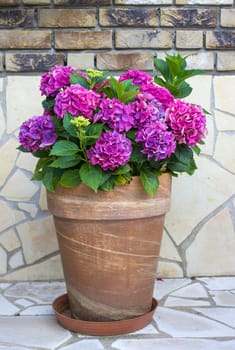 hortensia flowers in a clay pot - close up