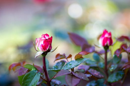 roses in a garden - close up - soft focus