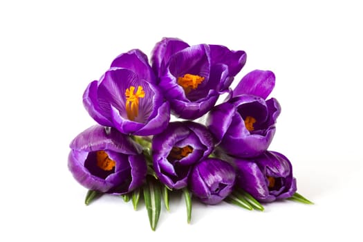 crosus flowers on white background - spring flowers