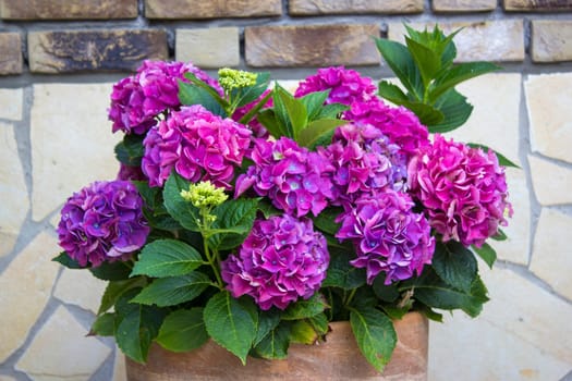 hortensia flowers in a clay pot - close up