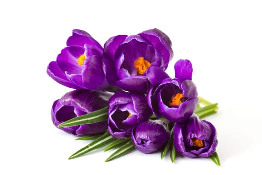 crosus flowers on white background - spring flowers