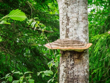 Close-up of a tinder fungus (Fomes fomentarius) on the trunk of a deciduous tree in a summer green mixed forest.