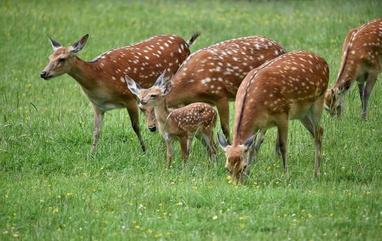 Fallow deer