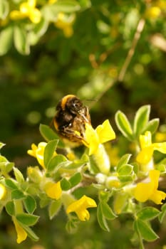 A bee collects nectar on the yellow flowers of the brooms.