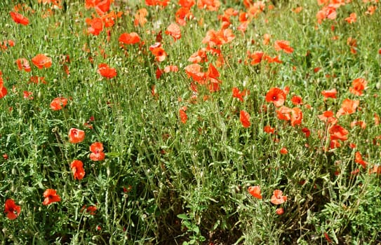 A variety of bright red poppies that grow side by side.